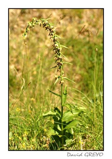 epipactis-a-larges-feuilles