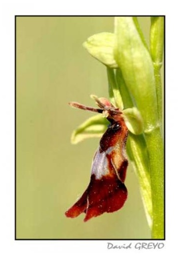 ophrys-mouche
