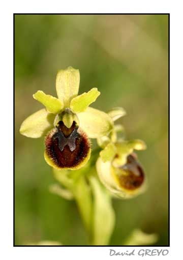 ophrys-petite-araignee