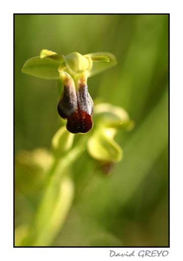 ophrys-sillonne