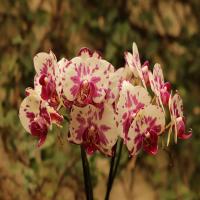 images/articles/2025/serre-papillons/Serre 10-min.jpg