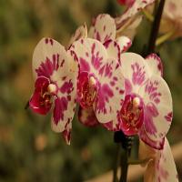 images/articles/2025/serre-papillons/Serre 14-min.jpg