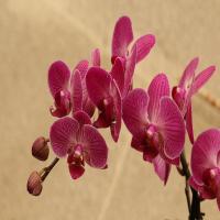 images/articles/2025/serre-papillons/Serre 3-min.jpg