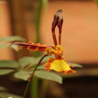 images/articles/2025/serre-papillons/Serre 8-min.jpg