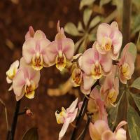 images/articles/2025/serre-papillons/Serre 9-min.jpg