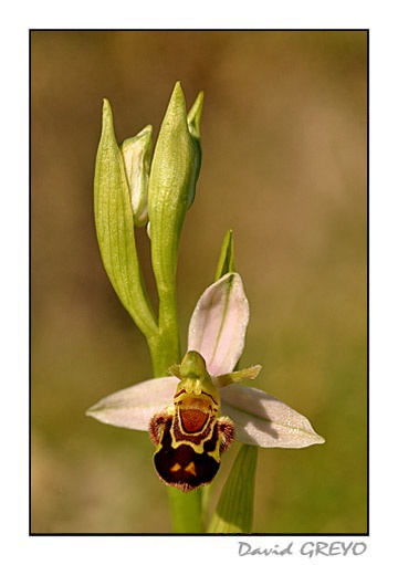 ophrys-abeille