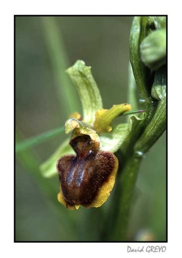 ophrys-araignee