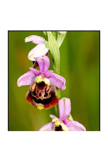 ophrys-bourdon