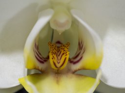 2__Coeur_Phaleanopsis