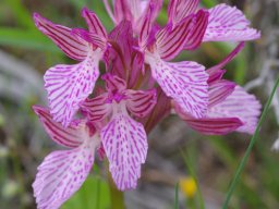 Anacamptis_papilionacea_Nord_de_Gennadi