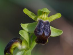 Ophrys_cinereophila_Route_Apollona__Laerma